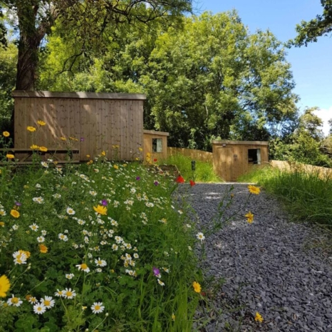 A view of the cabins at Roost Merthyr Tydfil with wild flowers and a background of trees